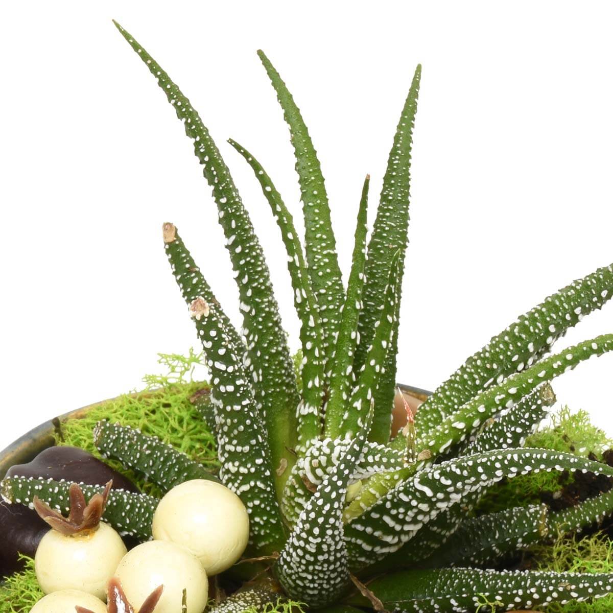 Gardens of Ibiza (AR2283)