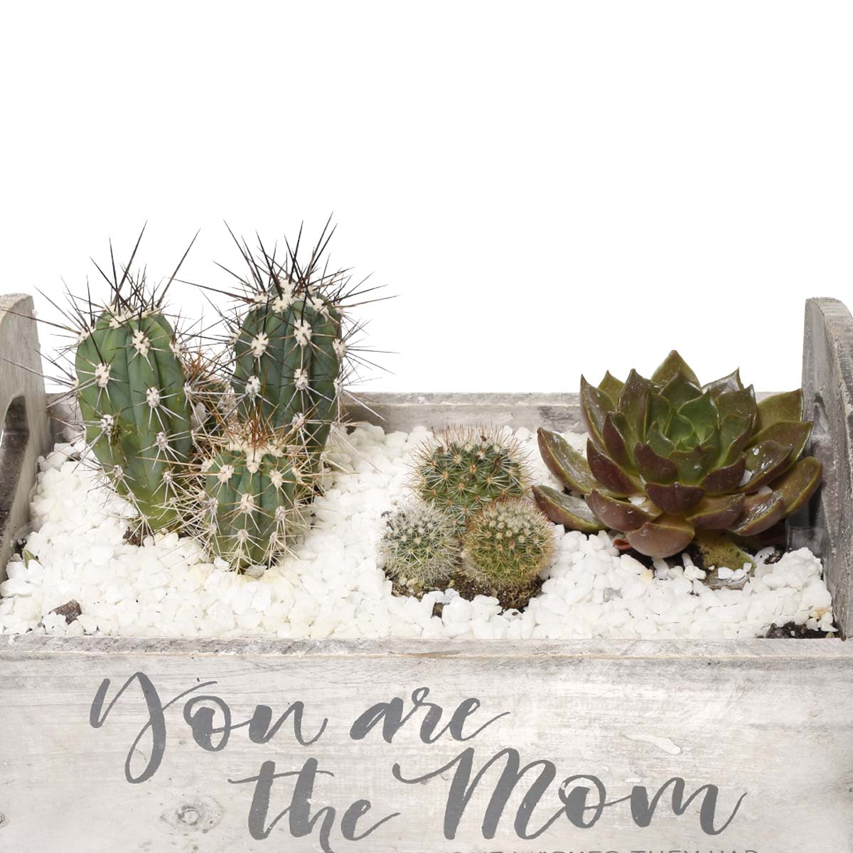 Succulent Plant Garden of Malaga (AR2270)