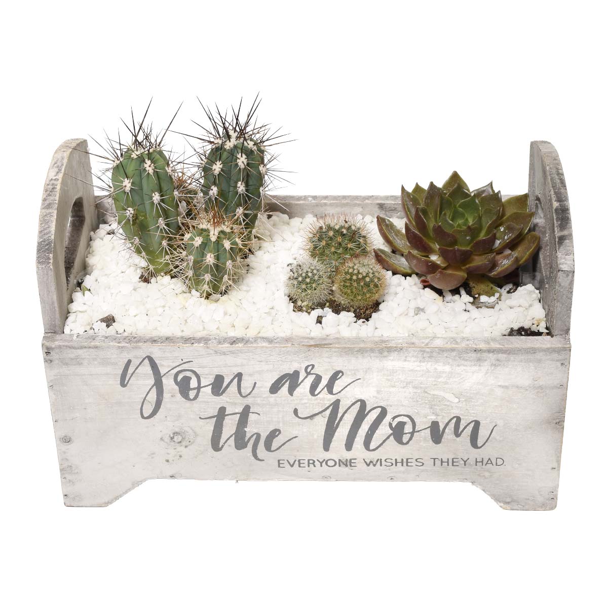 Succulent Plant Garden of Malaga (AR2270)