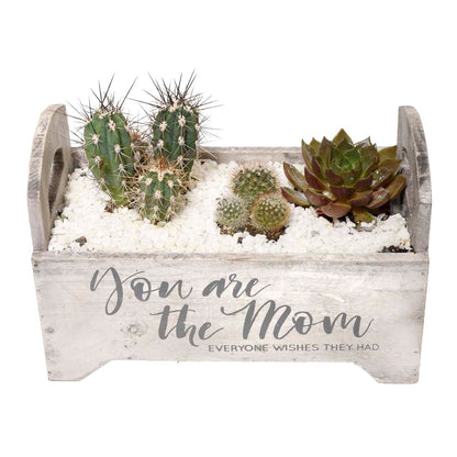 Succulent Plant Garden of Malaga (AR2270)
