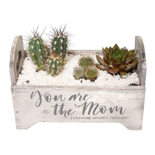 Succulent Plant Garden of Malaga (AR2270)
