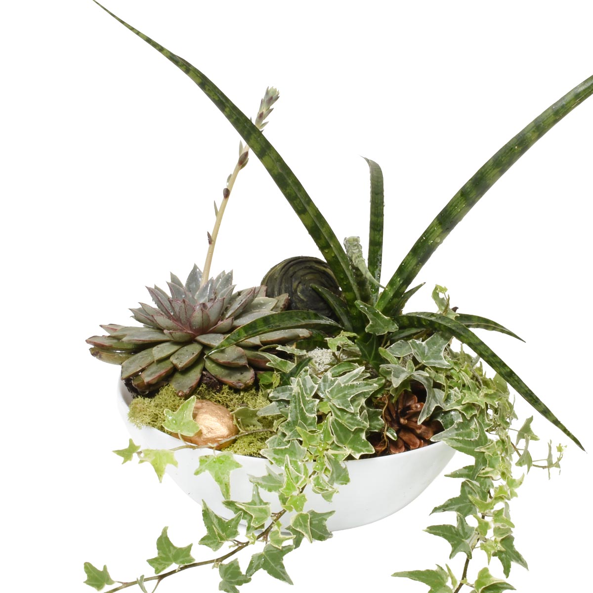 Decorative bowl with assorted plants on a white background