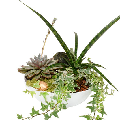 Decorative bowl with assorted plants on a white background