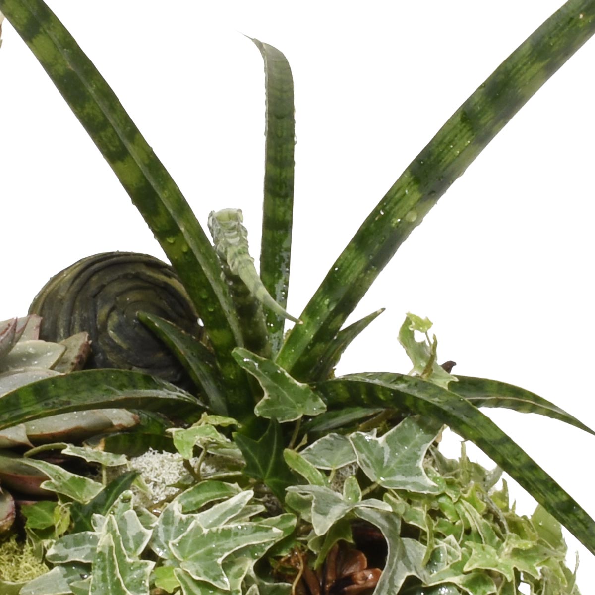 Close-up of a green plant with a white background