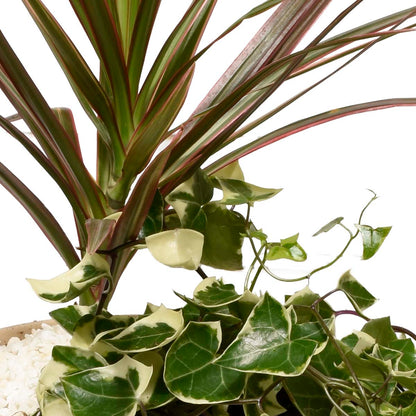 Jardins de Marbella (AR2273)