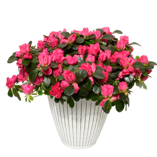 Gardens of Cadiz (AR2284)