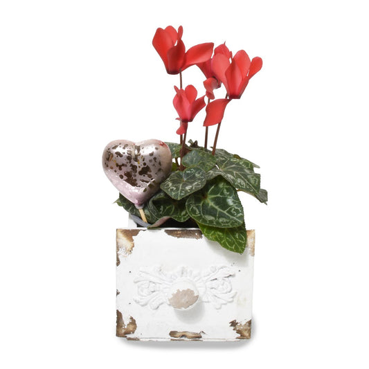 Gardens of Oaxaca (AR4232)