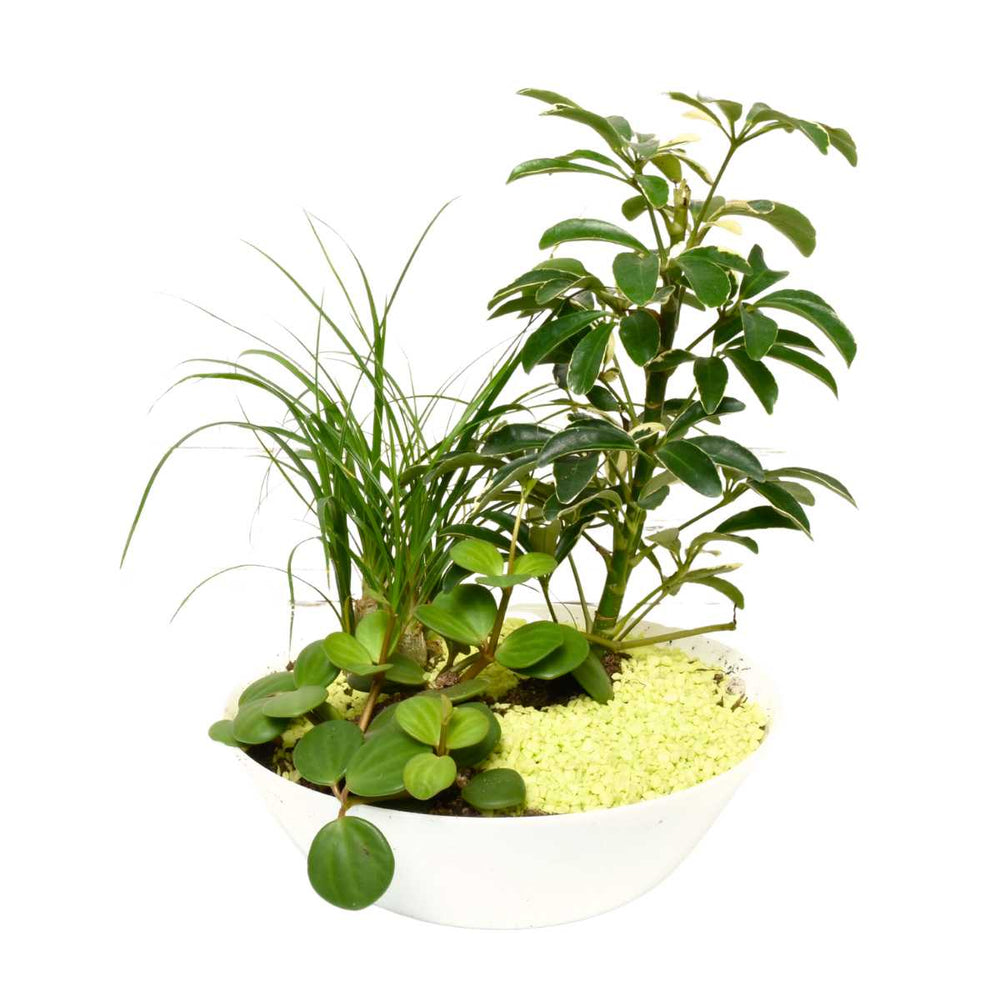 Jardins d'Oaxaca (AR4232)