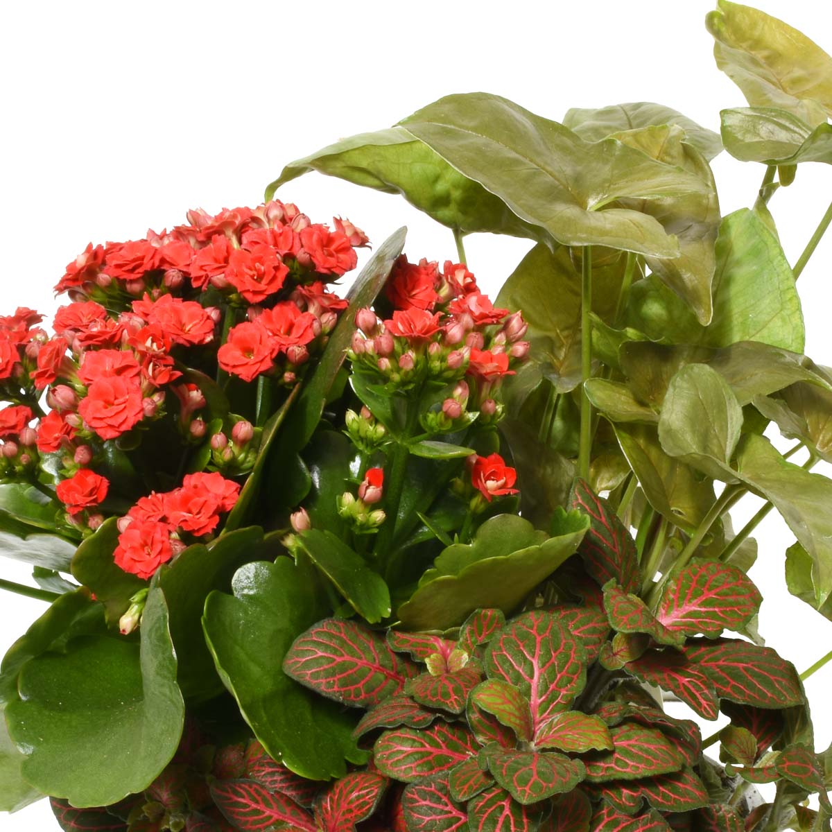 Gardens of Pereira (AR2507)