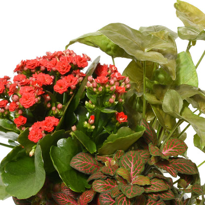 Gardens of Pereira (AR2507)