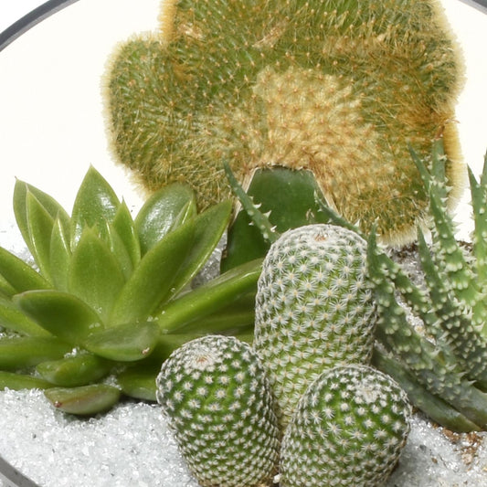 聖達菲玻璃容器花園 (AR2504)