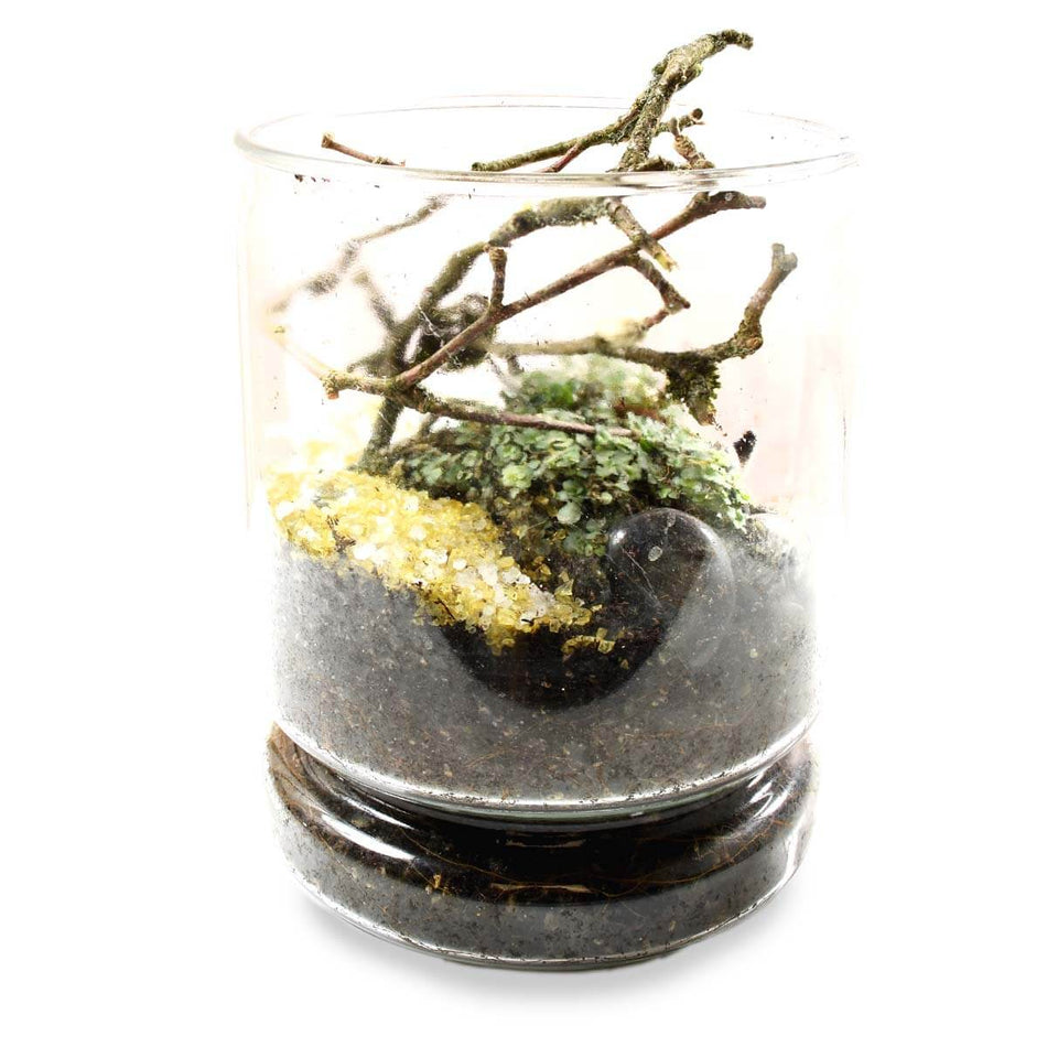 Indoor House Plants and Terrariums in Vancouver, BC Adele Rae