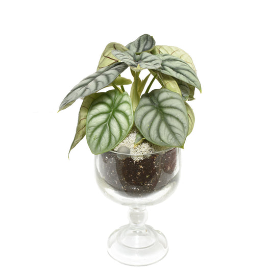 Gardens of Santa Fe Terrarium (AR2504)