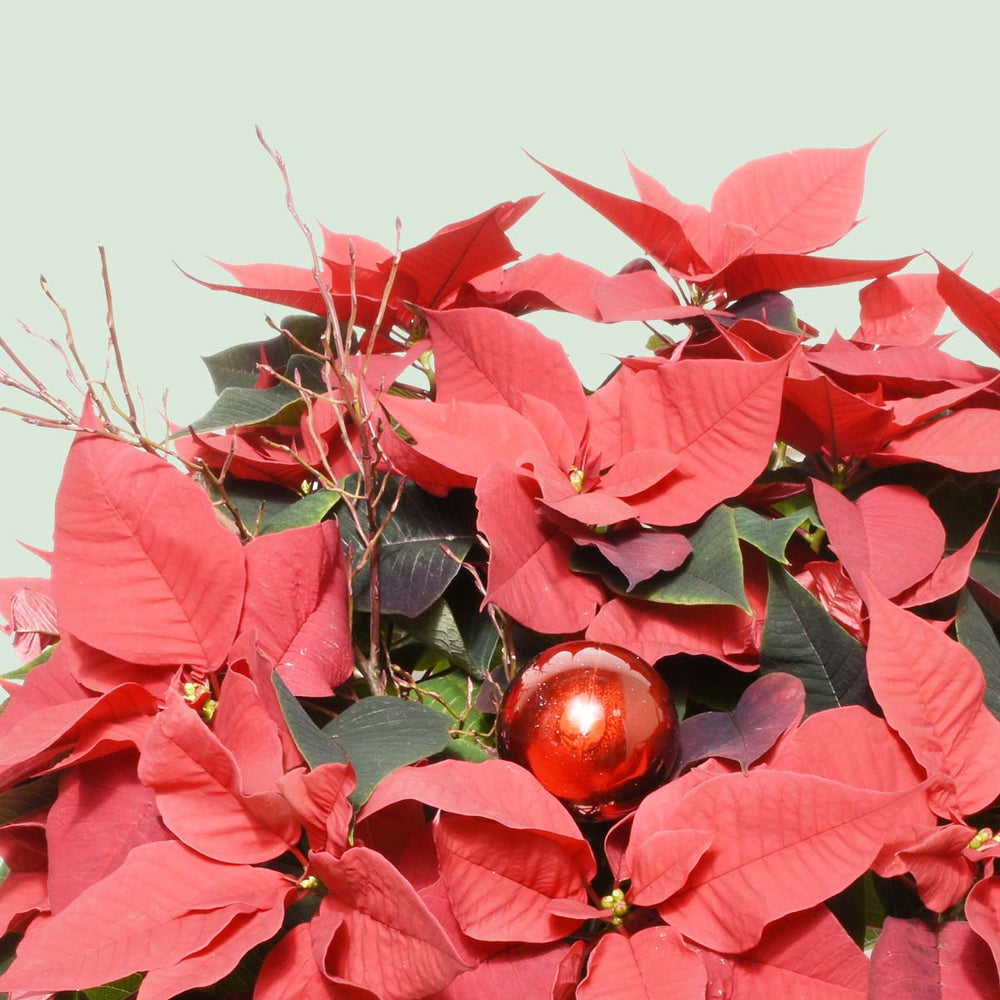 The Red Poinsettia 8-Inch (AR4801)