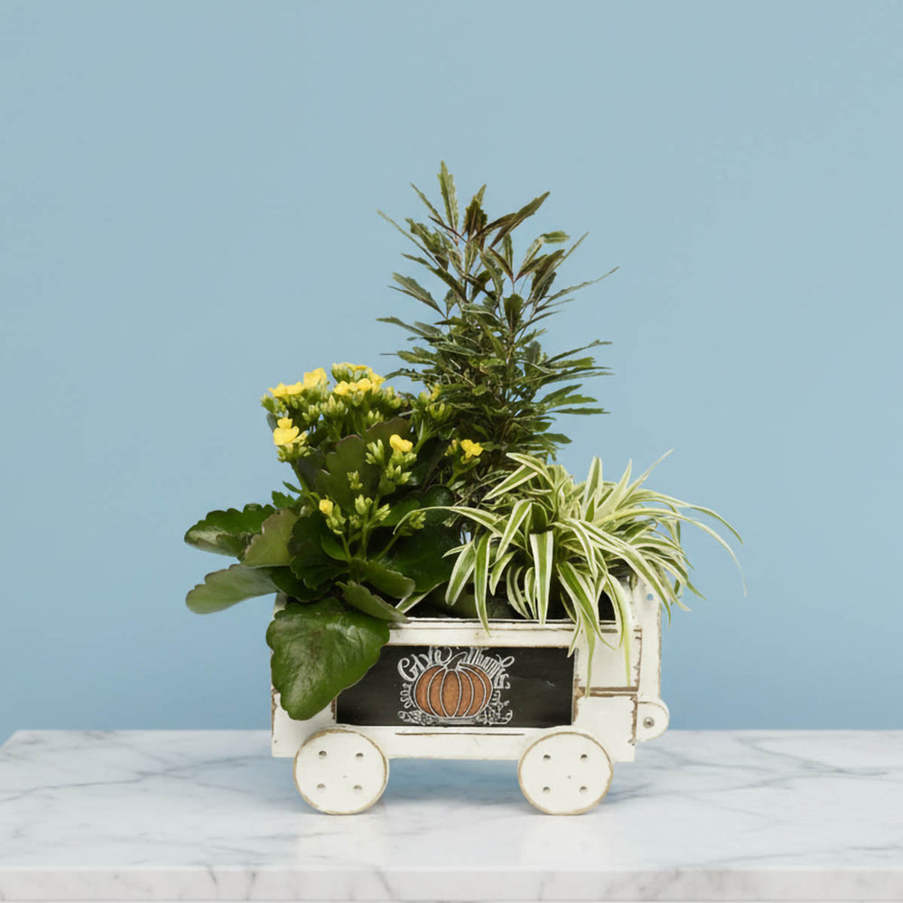 Fall Harvest Plant Arrangement (AR4231)