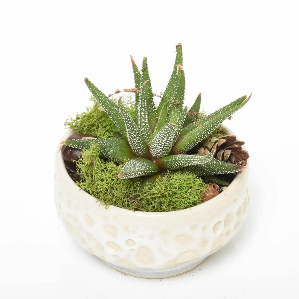 The Haworthia Garden ( AR2516 )