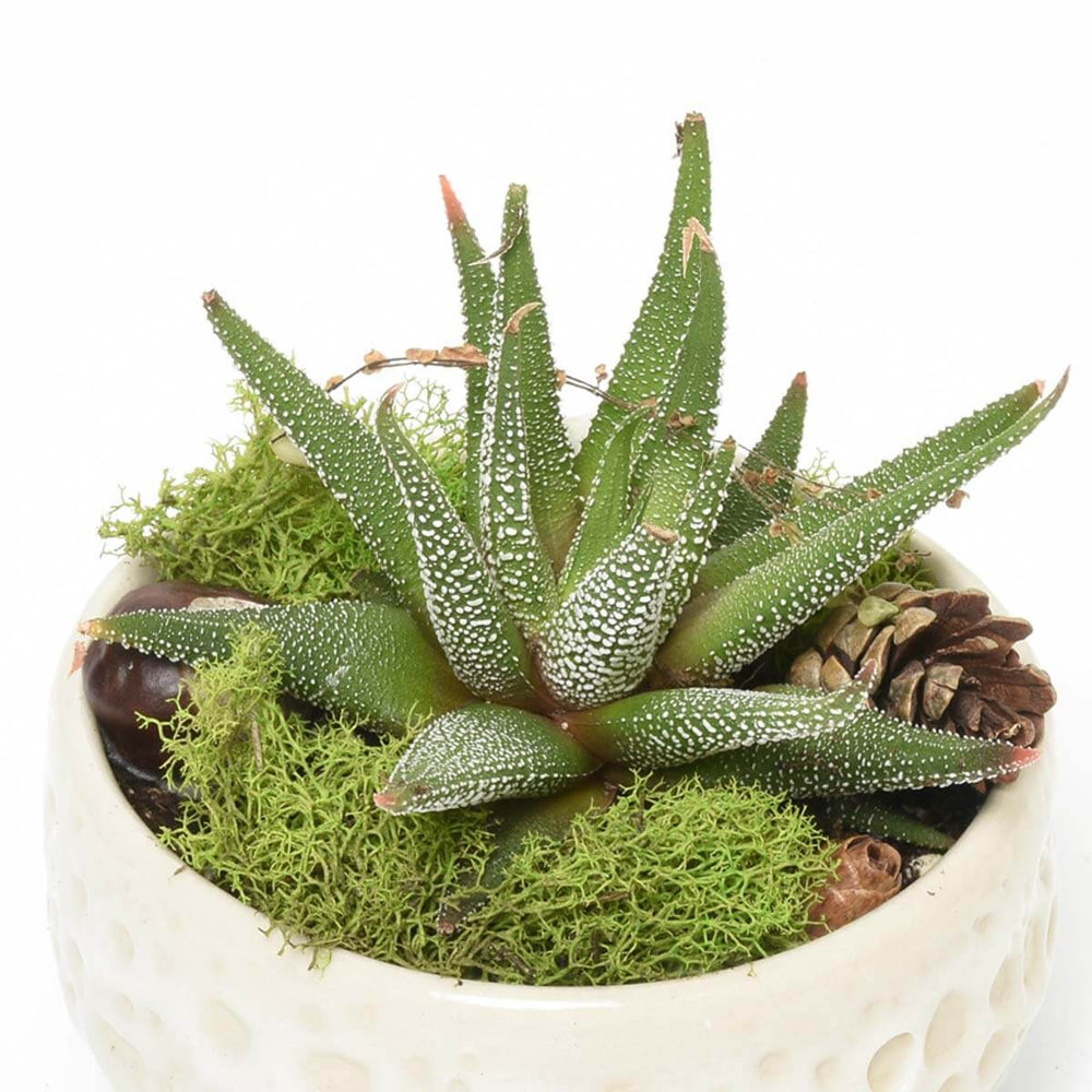 The Haworthia Garden ( AR2516 )