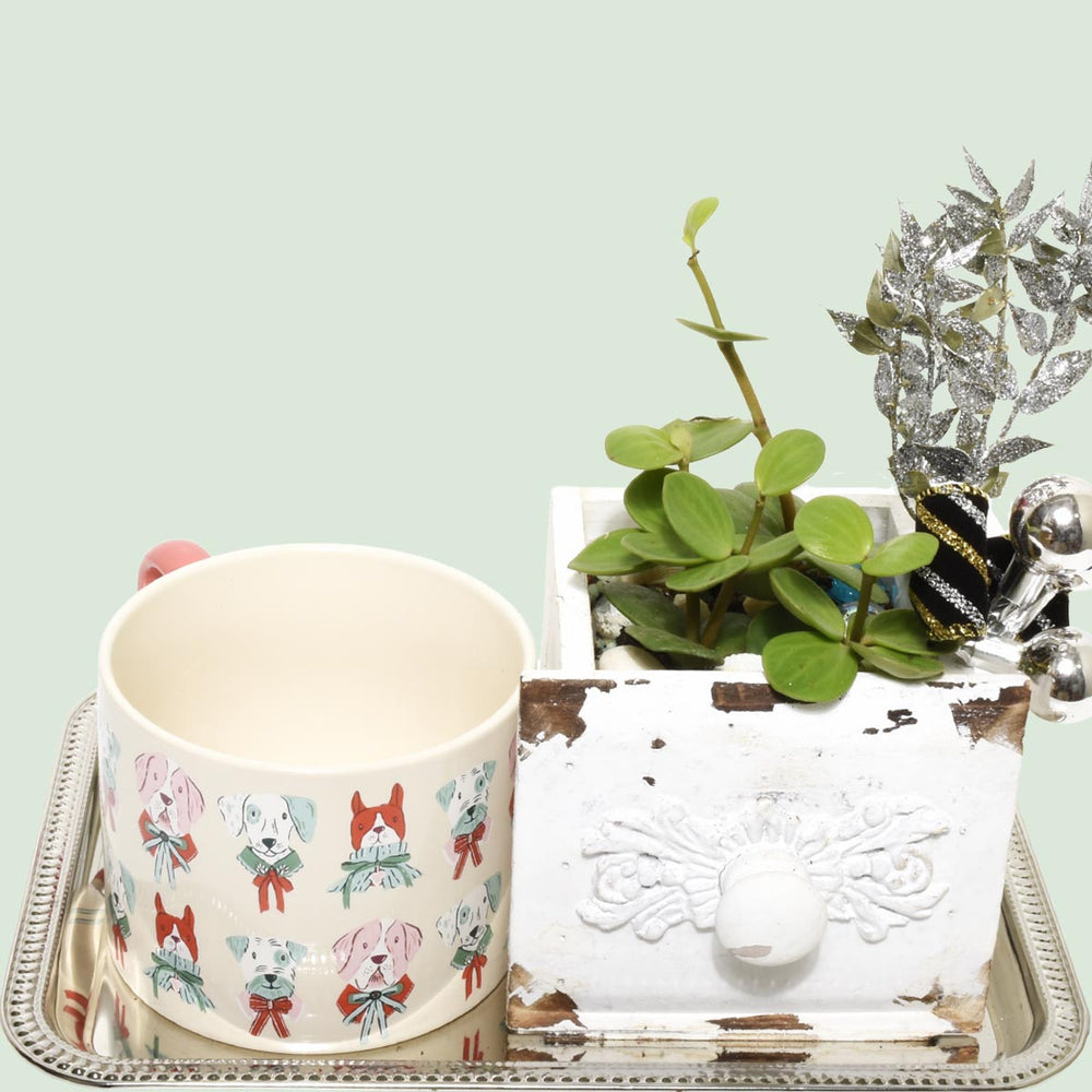 The Christmas Succulent Gift Set (AR4804)