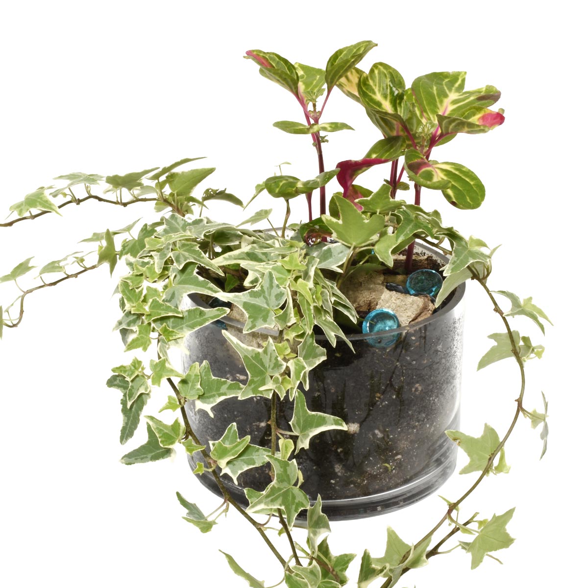 Potted plant with green leaves and a white background, plant gift in Burnaby