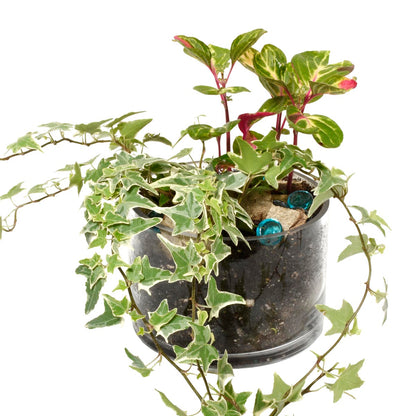 Potted plant with green leaves and a white background, plant gift in Burnaby