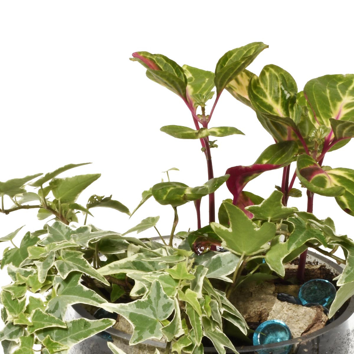 Potted plants with variegated leaves on a white background