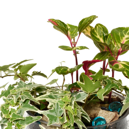 Potted plants with variegated leaves on a white background