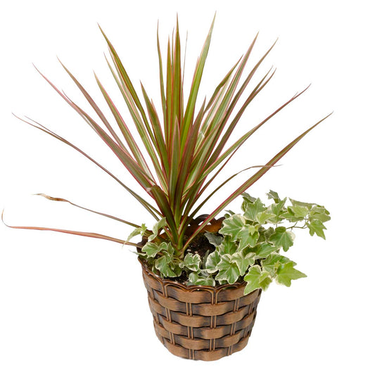 Maui Tropical Plant Basket (AR2216)