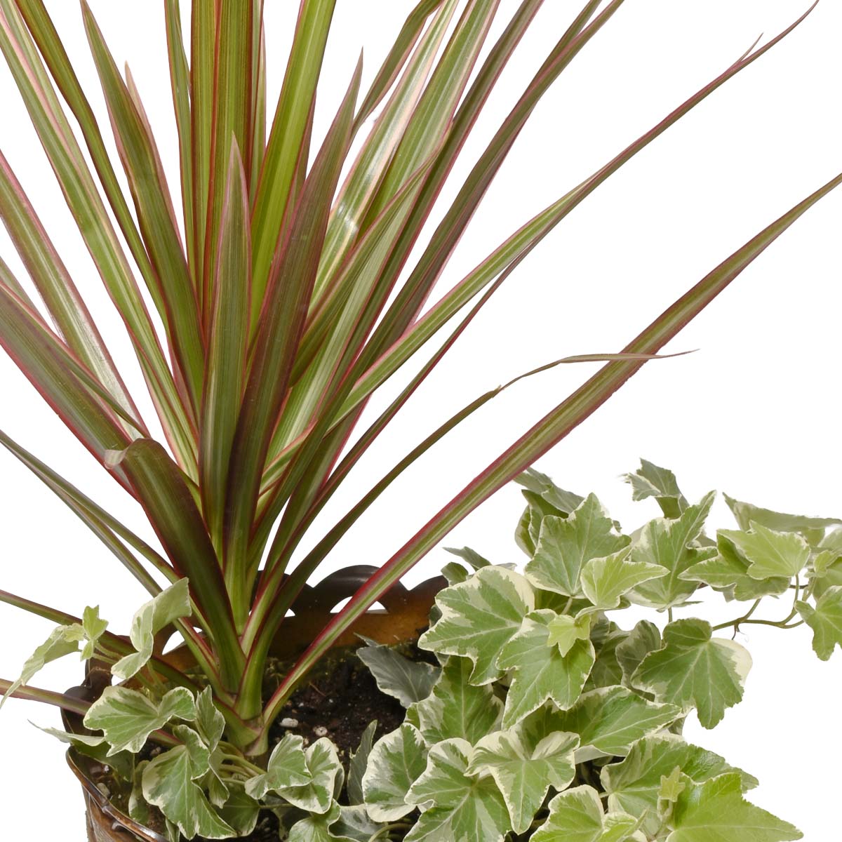 Maui Tropical Plant Basket (AR2216)