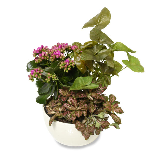 Mom's Favourite Garden (AR4230)