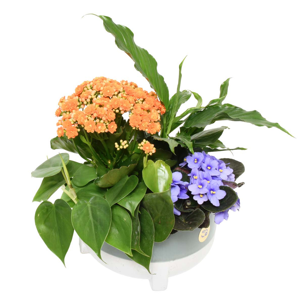 Mom's Favourite Garden (AR4230)