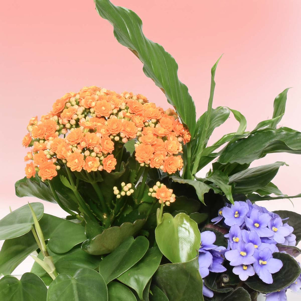 Mom's Favourite Garden (AR4230)