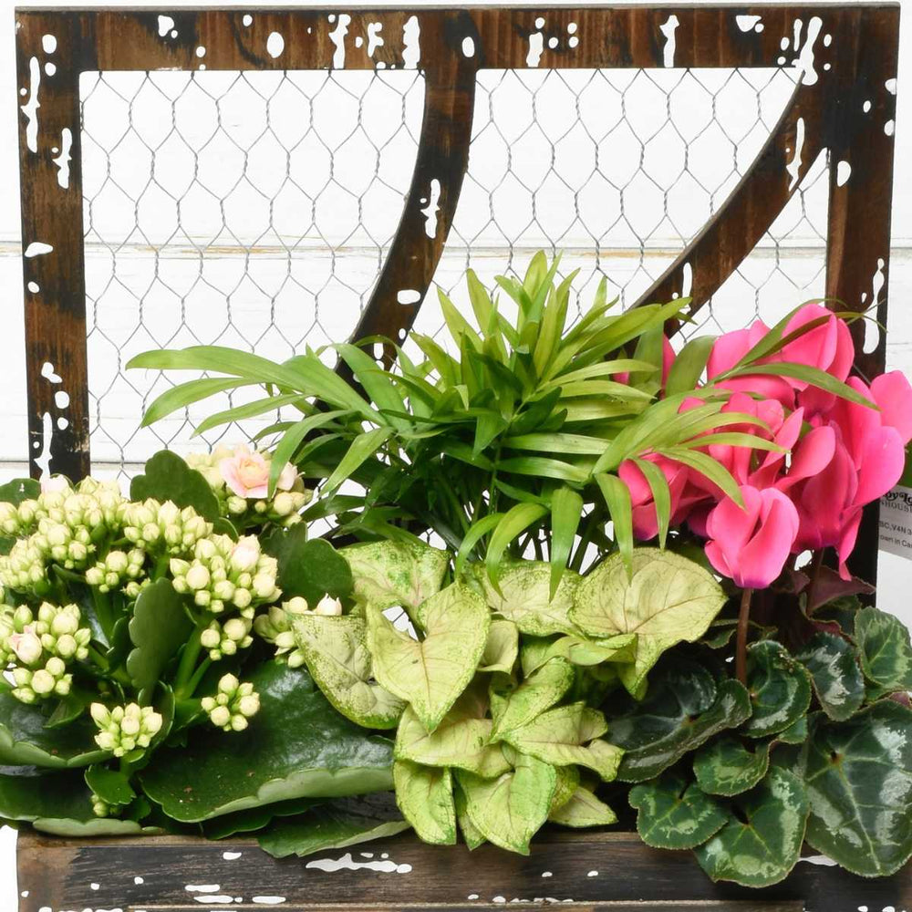 Mom's Favourite Garden (AR4230)