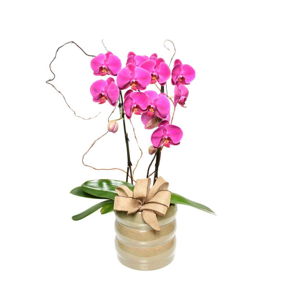 Orchidée de pluie violette (AR2062)