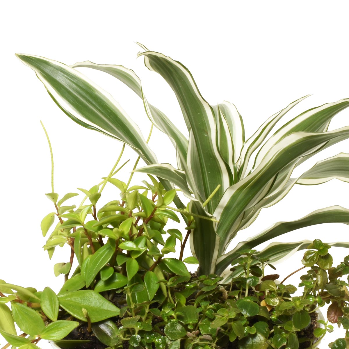 Close-up of a potted plant with variegated tropical indoor plants on a white background