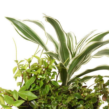 Close-up of a potted plant with variegated tropical indoor plants on a white background