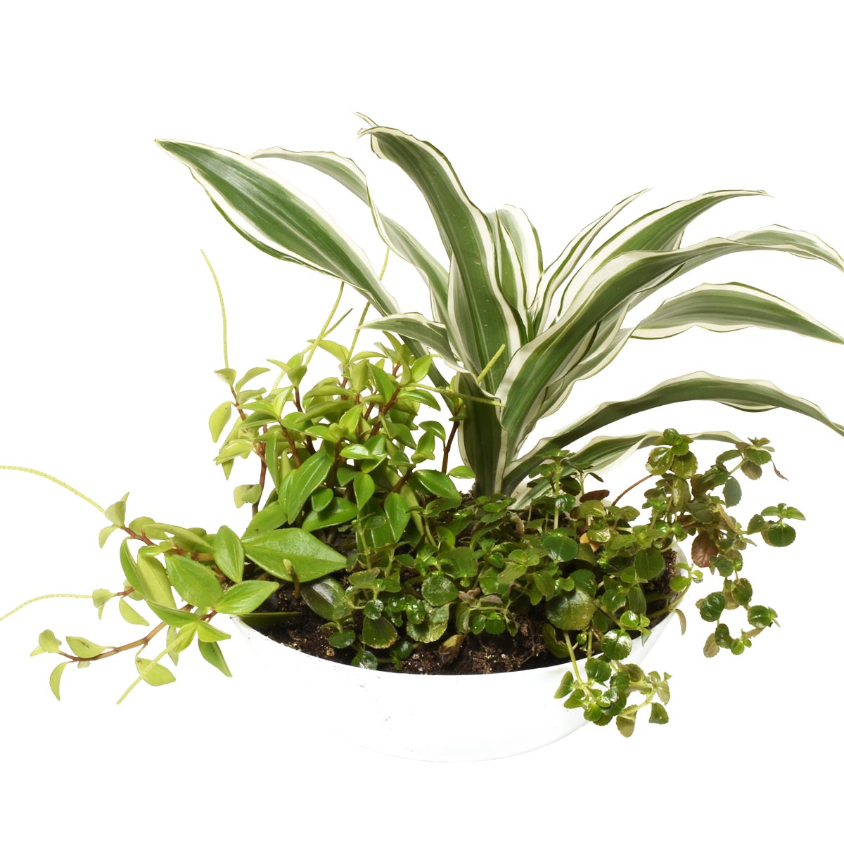 Mixed potted tropical plants with a white background