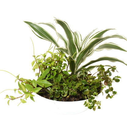 Mixed potted tropical plants with a white background