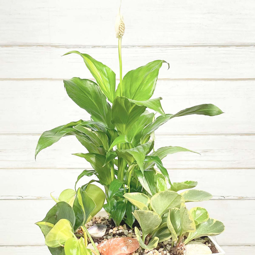 Vibrant peace lily as a meaningful gift from Burnaby florist Adele Rae