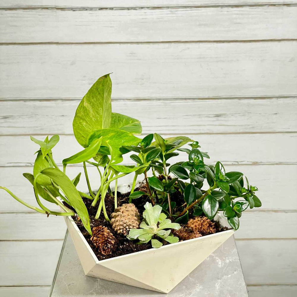 Potted Tropical Houseplants Delivery Burnaby | Adele Rae florists