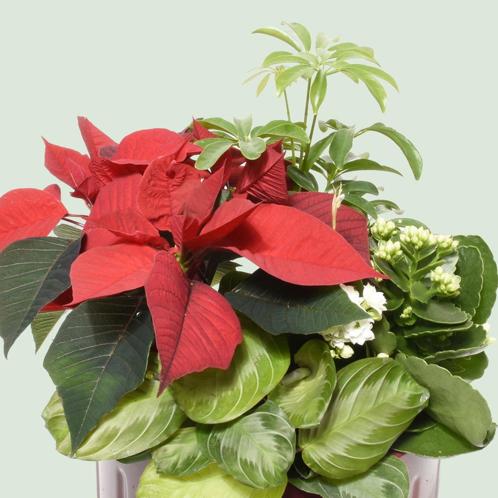 Mom's Favourite Christmas Garden (AR4230)