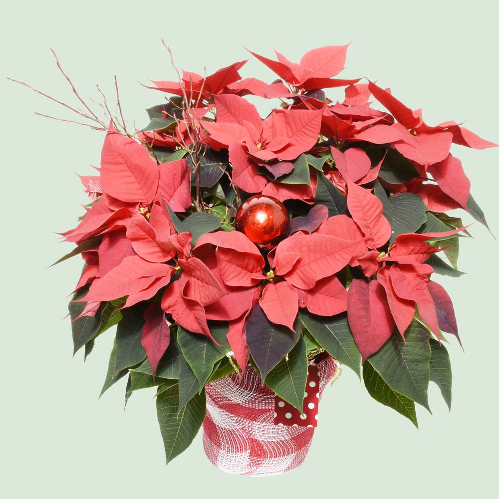 The Red Poinsettia 8-Inch (AR4801)