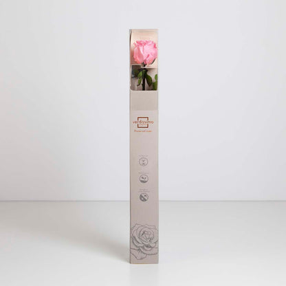 Preserved Pink Rose in Gift Box (PR1001)