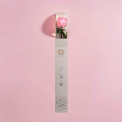 Preserved Pink Rose in Gift Box (PR1001)