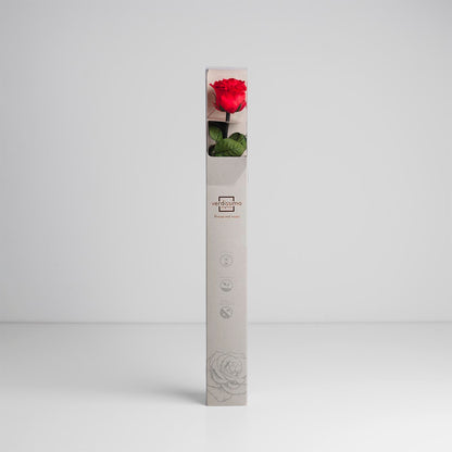 Preserved Red Rose in Gift Box (PR1002)