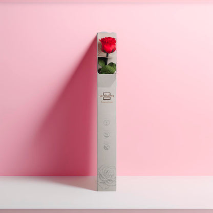 Preserved Red Rose in Gift Box (PR1002)