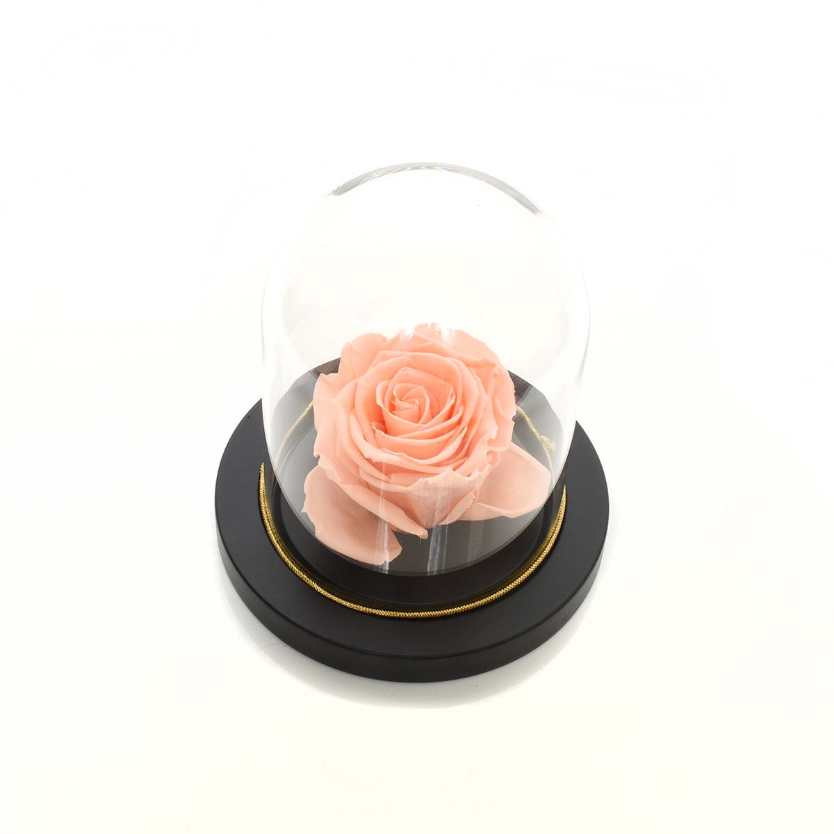 The Everlasting Rose (PR1006)