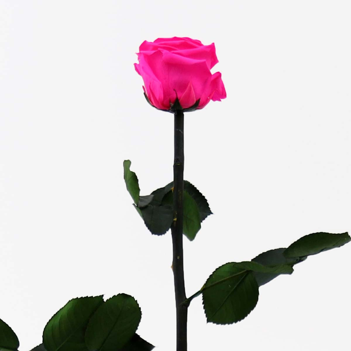 Wrapped Single Preserved Roses (PR1005)