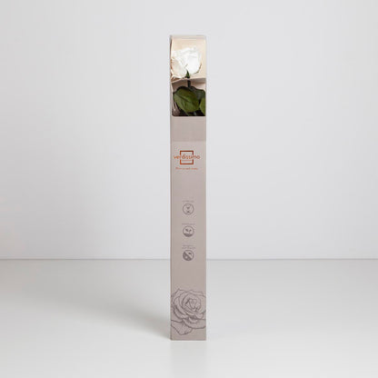 Preserved White Rose in Gift Box (PR1003)