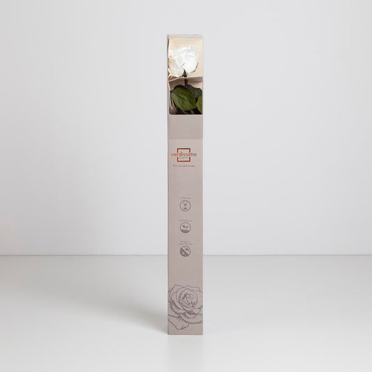 Preserved White Rose in Gift Box (PR1003)