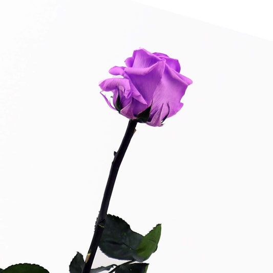 Wrapped Single Preserved Roses (PR1005)